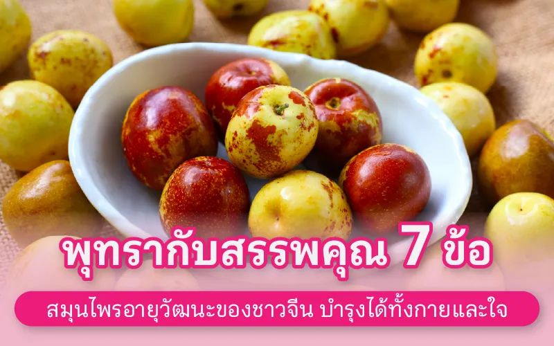 พุทรา สรรพคุณ 7 ข้อ สมุนไพรอายุวัฒนะของชาวจีน บำรุงได้ทั้งกายและใจ